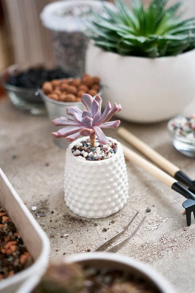 Potted Echeveria Succulent Plant Białym Garnku Ceramicznym — Zdjęcie stockowe