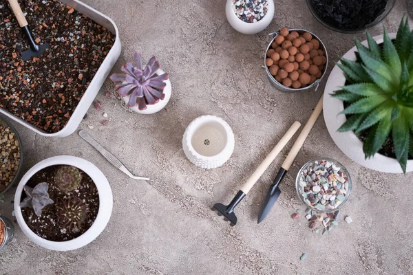 Echeveria Succulent Plant Gotowy Sadzenia Białym Garnku Ceramicznym — Zdjęcie stockowe