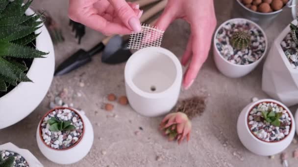 Plantando Flores Casa Mulher Colocando Rede Pequeno Pote Cerâmica Antes — Vídeo de Stock