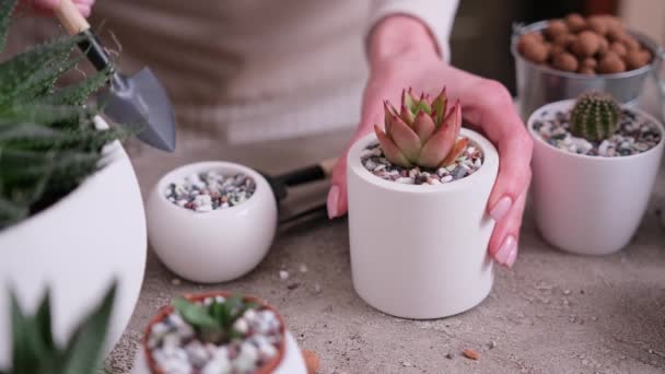 Kobieta Umieszczenie Gleby Żwirowej Małych Ceramicznych Doniczki Sadzenia Echeveria Succulent — Wideo stockowe