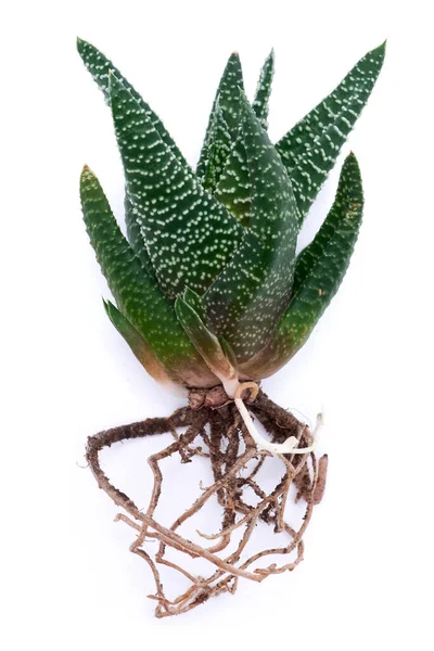 Haworthia Planta Suculenta Com Raízes Isoladas Fundo Branco — Fotografia de Stock