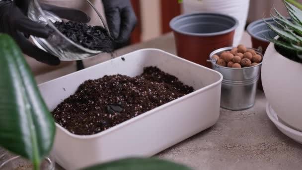 家庭园艺和植物移植 妇女将木碳倒入装有土壤衬底盒的盒子 — 图库视频影像