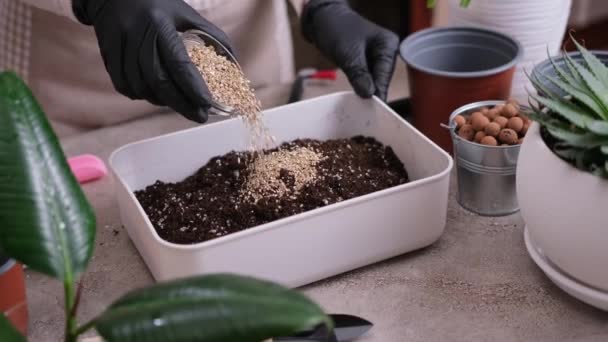 家庭园艺和植物移植 妇女向装有土壤衬底盒的盒子中倒入青蒿素 — 图库视频影像
