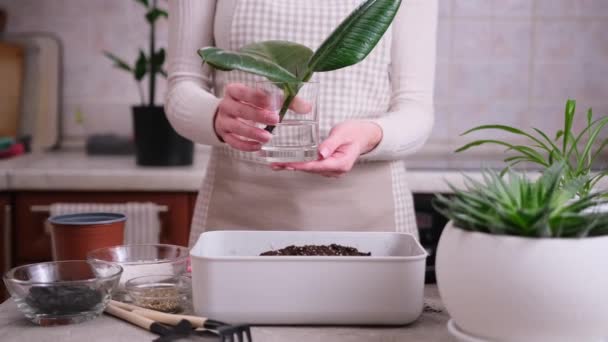 Início Jardinagem Transplante Plantas Mulher Misturando Substrato Solo Com Mãos — Vídeo de Stock