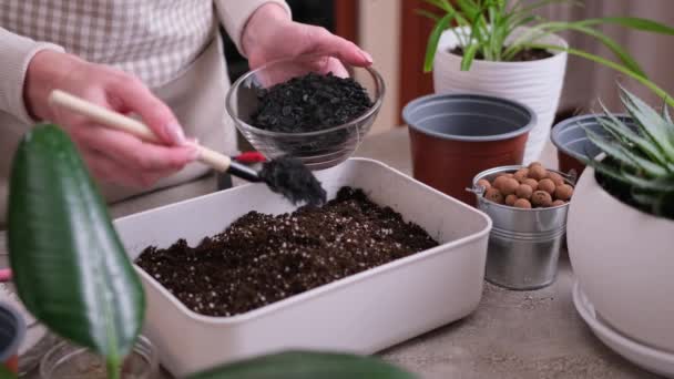Home Gartenarbeit Und Pflanzentransplantation Frau Gießt Holzkohle Kiste Mit Bodensubstratkasten — Stockvideo
