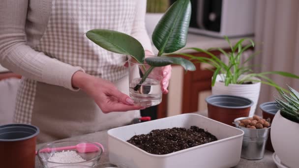 Home Tuinieren Planten Transplantatie Vrouw Mengt Bodemgrond Met Handen — Stockvideo