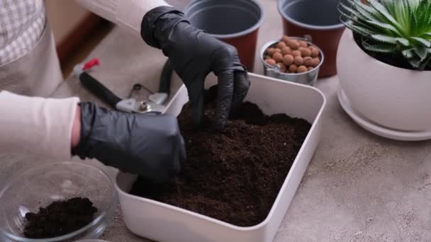 Início Jardinagem Transplante Plantas Mulher Misturando Substrato Solo Com Mãos — Vídeo de Stock