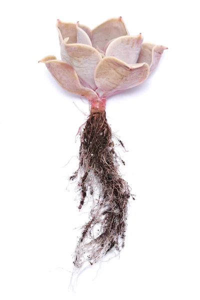 Echeveria Succulent Zakorzenione Cięcia Roślin Korzeniami Izolowane Białym Tle — Zdjęcie stockowe
