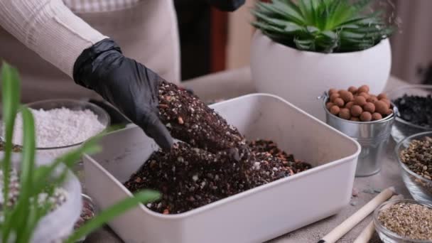 Home Zahradničení Transplantace Rostlin Žena Míchání Půdy Substrát Rukama — Stock video