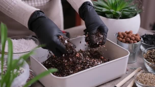 Inicio Jardinería Trasplante Plantas Mujer Mezclando Sustrato Suelo Con Manos — Vídeo de stock