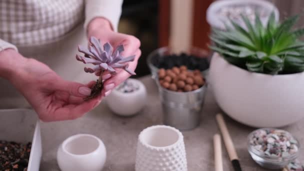 Echeveria Succulent Plant Gotowy Sadzenia Białym Garnku Ceramicznym — Wideo stockowe