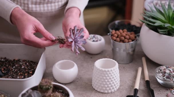 Echeveria Succulent Plant Klaar Voor Het Planten Witte Keramische Pot — Stockvideo