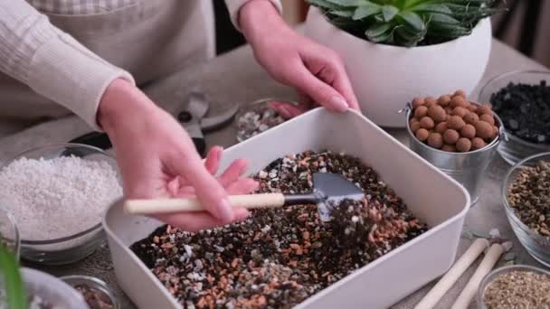 Inicio Jardinería Trasplante Plantas Mujer Mezclando Sustrato Del Suelo — Vídeo de stock