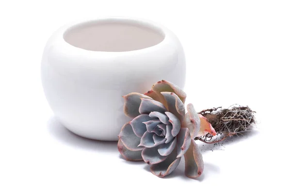 Echeveria Succulent Rooted Cutting Plant Roots Flowering Pot Isolated White — Stock Photo, Image