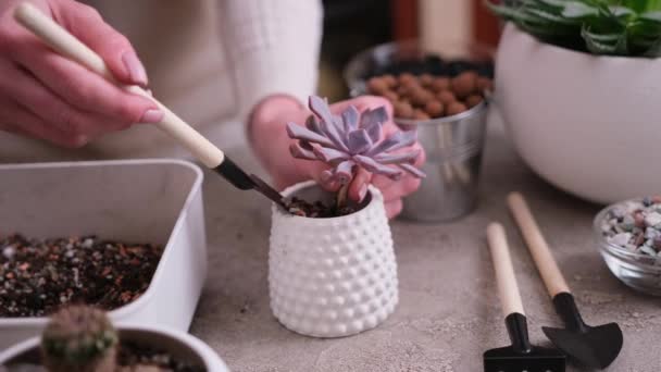Kobieta Umieszczenie Gleby Żwirowej Małych Ceramicznych Doniczki Sadzenia Echeveria Succulent — Wideo stockowe