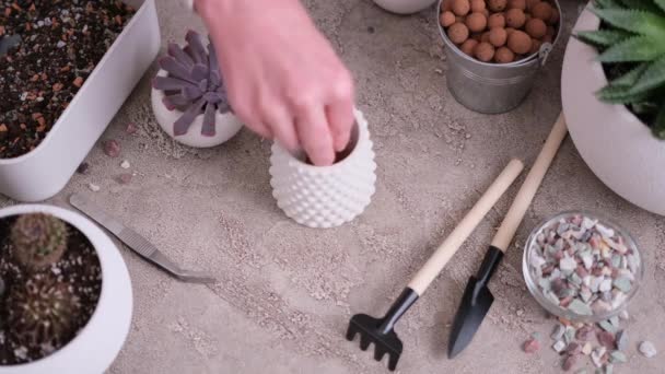Vrouw Zet Geëxpandeerde Klei Kleine Witte Keramische Pot Voor Echeveria — Stockvideo