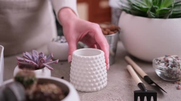 Mulher Colocando Solo Cascalho Vaso Cerâmica Pequena Plantação Echeveria Planta — Vídeo de Stock