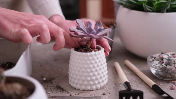 Kvinna Plantering Echeveria Saftig Växt Liten Keramik Kruka — Stockvideo
