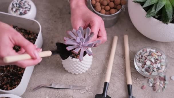 Femme Mettre Terre Gravier Dans Petite Céramique Pot Mise Pot — Video