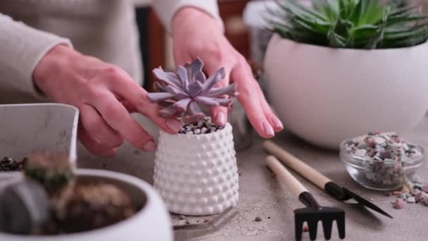 Kvinna Plantering Echeveria Saftig Växt Liten Keramik Kruka — Stockvideo