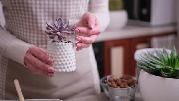 Woman Holding Potted Echeveria Succulent Plant Small Ceramic Pot — Stock Video