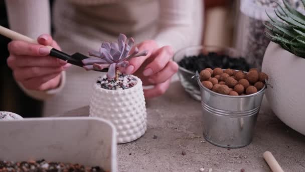 妇女将砾石土放入小陶瓷盆栽中 种植紫花苜蓿 — 图库视频影像