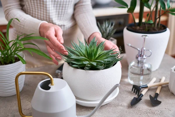 Potted House Plants Gardening Tools Concrete Table — Stock Photo, Image