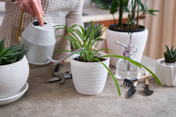 Woman Watering Potted House Plants Watering Can — Stock Photo, Image