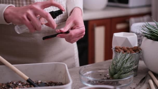 Kadın Nakilden Önce Bitki Köklerini Budamak Için Makas Dezenfekte Ediyor — Stok video