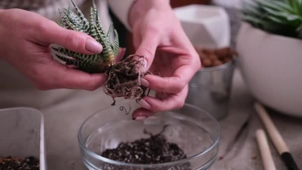 Γυναίκα Που Κρατάει Φυτό Haworthia Succulent Ρίζες Έτοιμες Για Μεταφύτευση — Αρχείο Βίντεο
