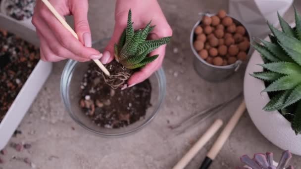 Kobieta Trzymająca Haworthia Succulent Plant Korzeniami Gotowymi Przeszczepu — Wideo stockowe