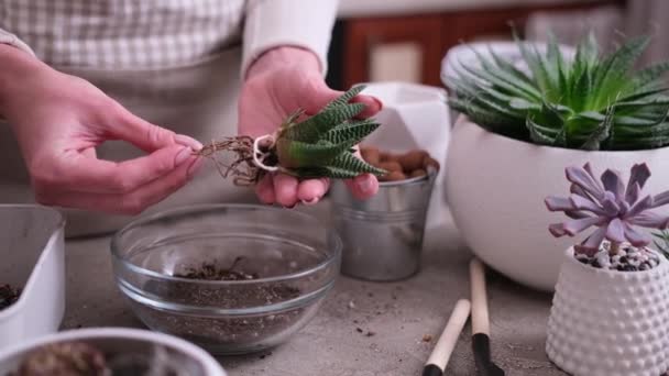 Vrouw Met Haworthia Succulent Plant Met Wortels Klaar Voor Transplantatie — Stockvideo