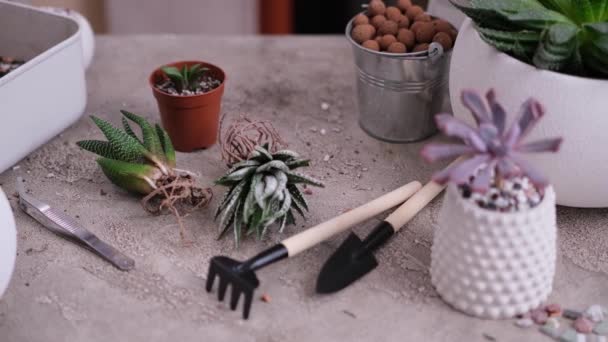 Haworthia Succulent Plant Dengan Akar Atas Meja Siap Untuk Transplantasi — Stok Video
