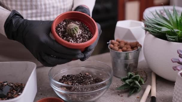 Женщина Посадила Суккулентное Растение Кактуса — стоковое видео