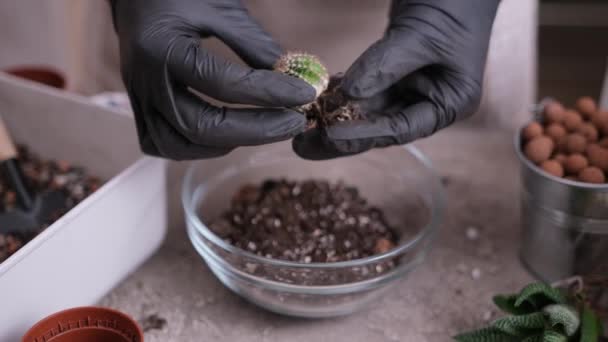 Kaktusz Succulent Növényt Ültető — Stock videók