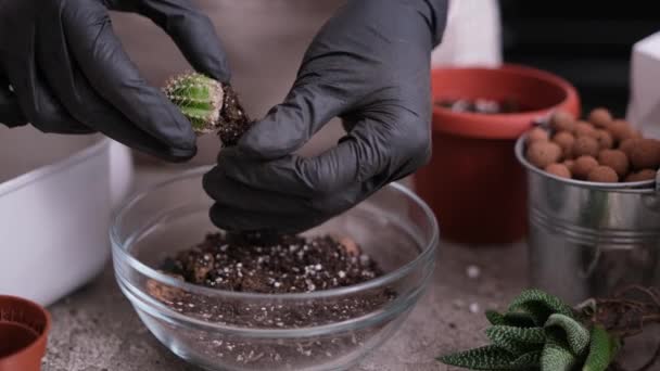 Ženská Výsadba Kaktus Šťavnatá Rostlina — Stock video