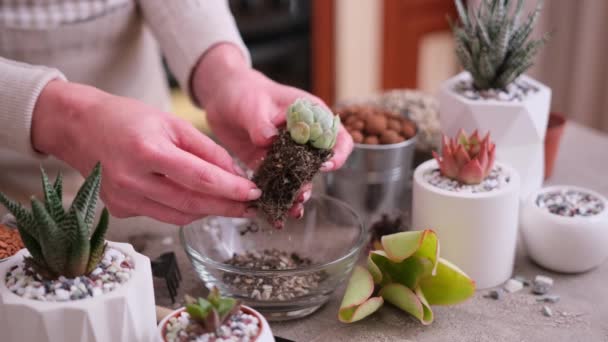 Woman Holding Echeveria Succulent Rooted Cutting Plant Roots Ready Planting — Stock Video