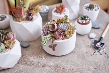 pots with groups of houseplants on concrete table - Echeveria and Pachyveria opalina Succulents. clipart