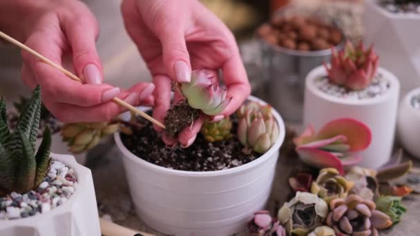 Echeveria Succulent Tutan Kadın Kök Salmış Bitki Köklerini Ekmeye Hazır — Stok video