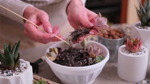 持有根部已准备好种植的油菜根茎的妇女 — 图库视频影像
