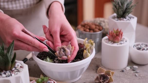 Kobieta Gospodarstwo Pachyveria Succulent Plant Korzeniami Gotowymi Sadzenia — Wideo stockowe