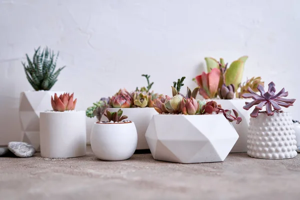 stock image pots with groups of houseplants on concrete table - Echeveria and Pachyveria opalina Succulents.