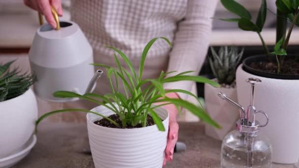 Öntözés Potted House Növények Öntözőkannával — Stock videók