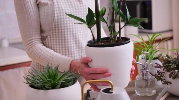 Woman Holding Potted Zamioculcas House Plant Concrete Table — Stock Video
