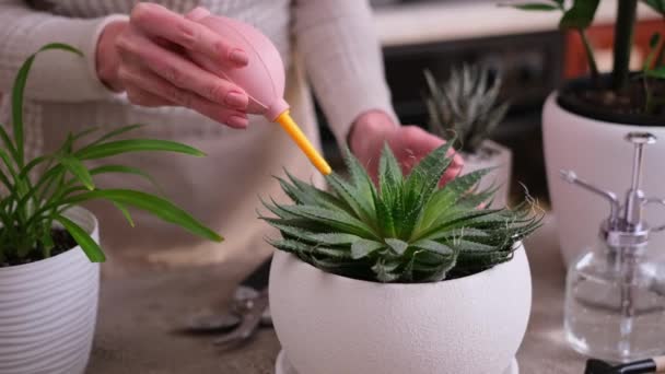自宅で栽培された鉢植えのアロエ植物 — ストック動画