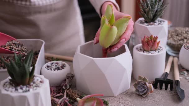 Woman Putting Soil Substrate Pot Echeveria Succulent Rooted Cutting Plants — Stock Video