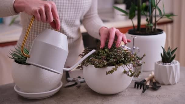 Woman Watering Potted House Plants Watering Can — Stock Video