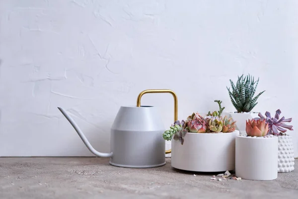 stock image pots with groups of houseplants on concrete table - Echeveria and Pachyveria opalina Succulents.