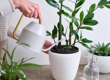 Young woman taking care of her Zamioculcas plant at home. clipart