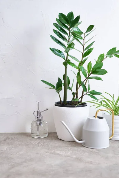 stock image House gardening tools and Zamioculcas houseplant, aloe and chlorophytum at home.